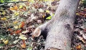 Keystone Tree Removal