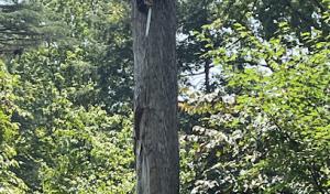 Commonwealth Tree Care