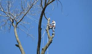 Johnson Tree Service