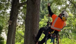 CG Arborist Services