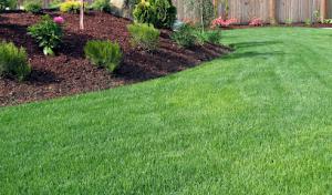 Speedie Septic & Drain Cleaning