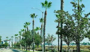 Tree Service of Rancho Cucamonga