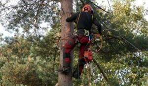 Tree Services of Fullerton