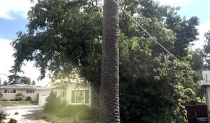 Arce's Tree Service Lakeside