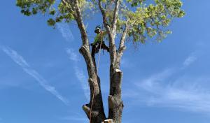Dapper Tree Service
