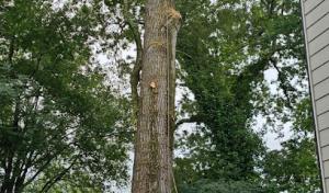 Little Bear Tree Service