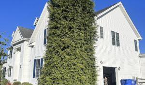 Mark's Stump Removal & Tree Service