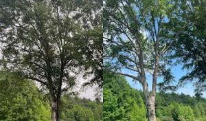 Spartan Tree Service