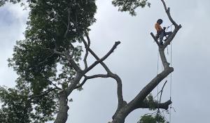 Apex Solutions Tree Service