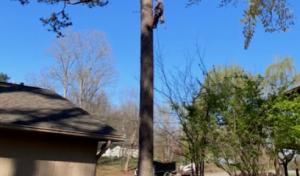 Windrock Tree Services