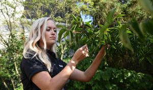 The Davey Tree Expert Company