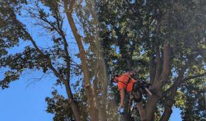Case Tree Service