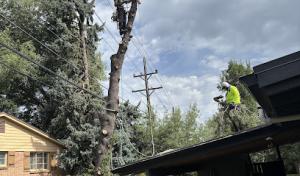 Pikes Peak Tree Care