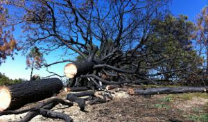 A Cut Above Tree Solutions