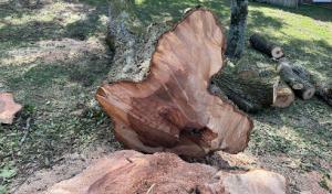 Quality First Tree Service