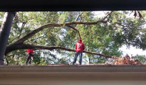 Bill Beal's Bonded Tree Service