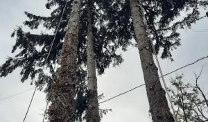 Timberwood Tree Service