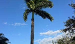 Tree Service of South Florida