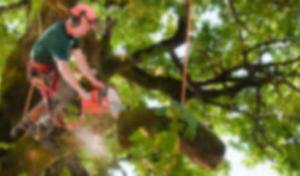 Discount Tree Service