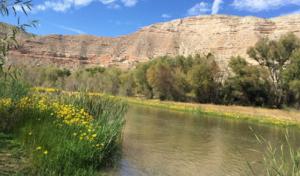 Badger Brothers Tree Service
