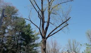 Villatoro's Tree Service