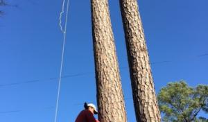 Houston Tree Removal