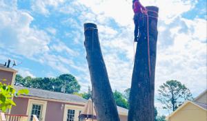 Falcon tree services