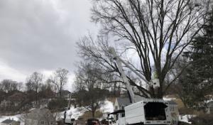 Adler Tree & Landscaping Service