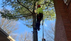 Hilltop Tree Services