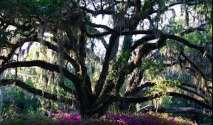 Daytona Tree Service