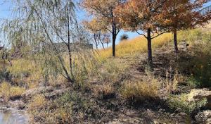 Tree Service Boss of Denison