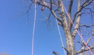 J & J Tree Service