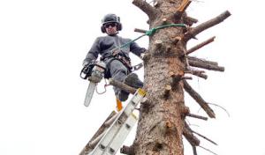 Vacaville Tree Service