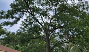 Around The Corner Tree Service