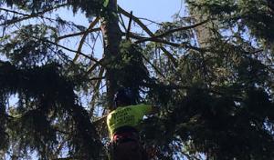 Duluth Tree Service