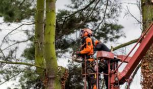 Proza Tree Service