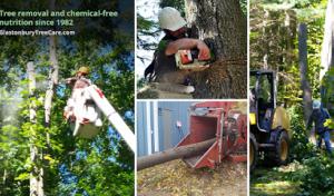Glastonbury Tree Service