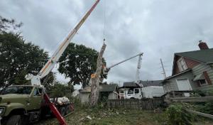 Lansing Tree Service