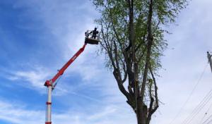 Fischer Tree & Stump Removal