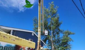 Marin Landscaping & Tree Service