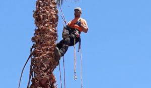 Superior Tree Service