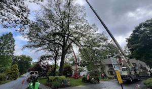 Rubio's Tree Services & Landscaping