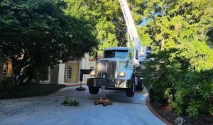 Oakleaf Tree Services