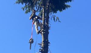 Holy Heights Tree & Stump Removal