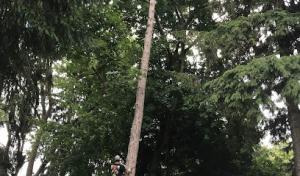 D&K Tree Services