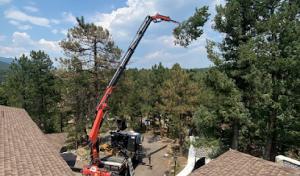 Splintered Forest Tree Services