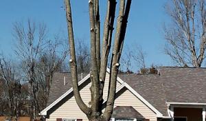 Andrew Parker Tree Service