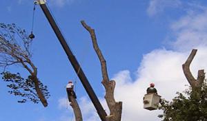 All Around Landscape & Tree Service