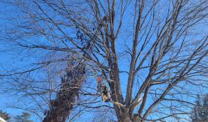 Branch Out Tree Service