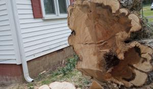 Whitfield Tree Service